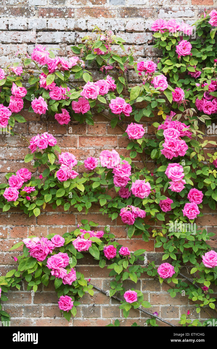 Rosa Zephirine Drouhin. Rose senza spine arrampicarsi su una parete a Waterperry giardini, Wheatley, Oxfordshire, Inghilterra Foto Stock