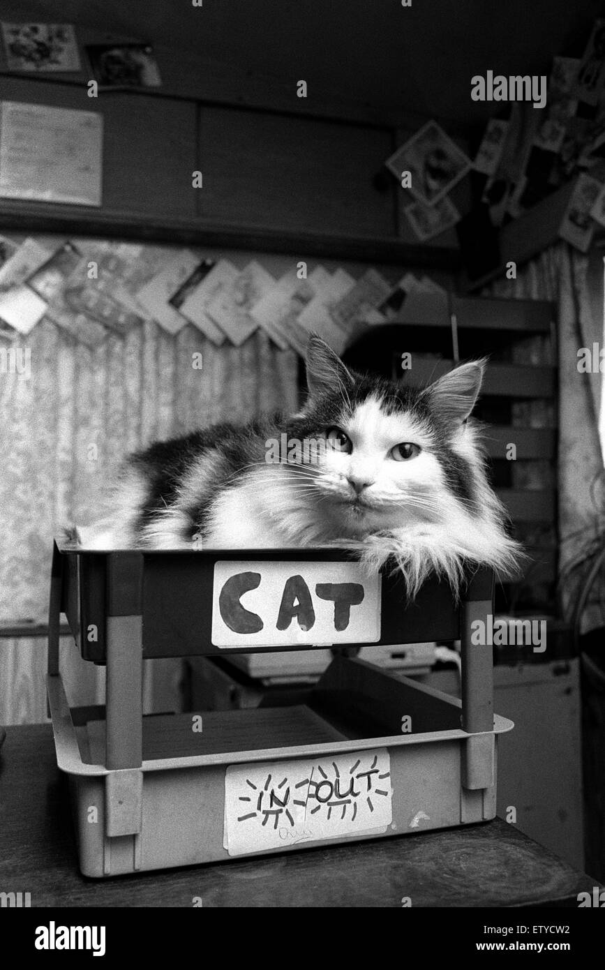 Gatto in ufficio posta in uscita Foto Stock