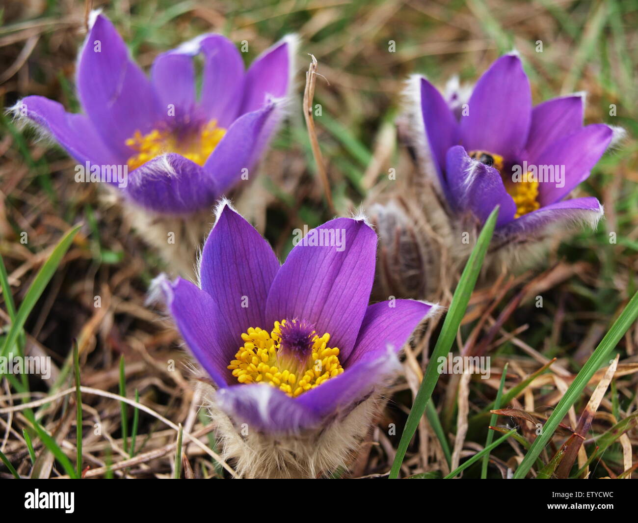 Una bella parte della città di Znojmo crochi dove crescere. Questo luogo è stato chiamato la collina di stagno ed è protetto a causa di questi fiori. Foto Stock