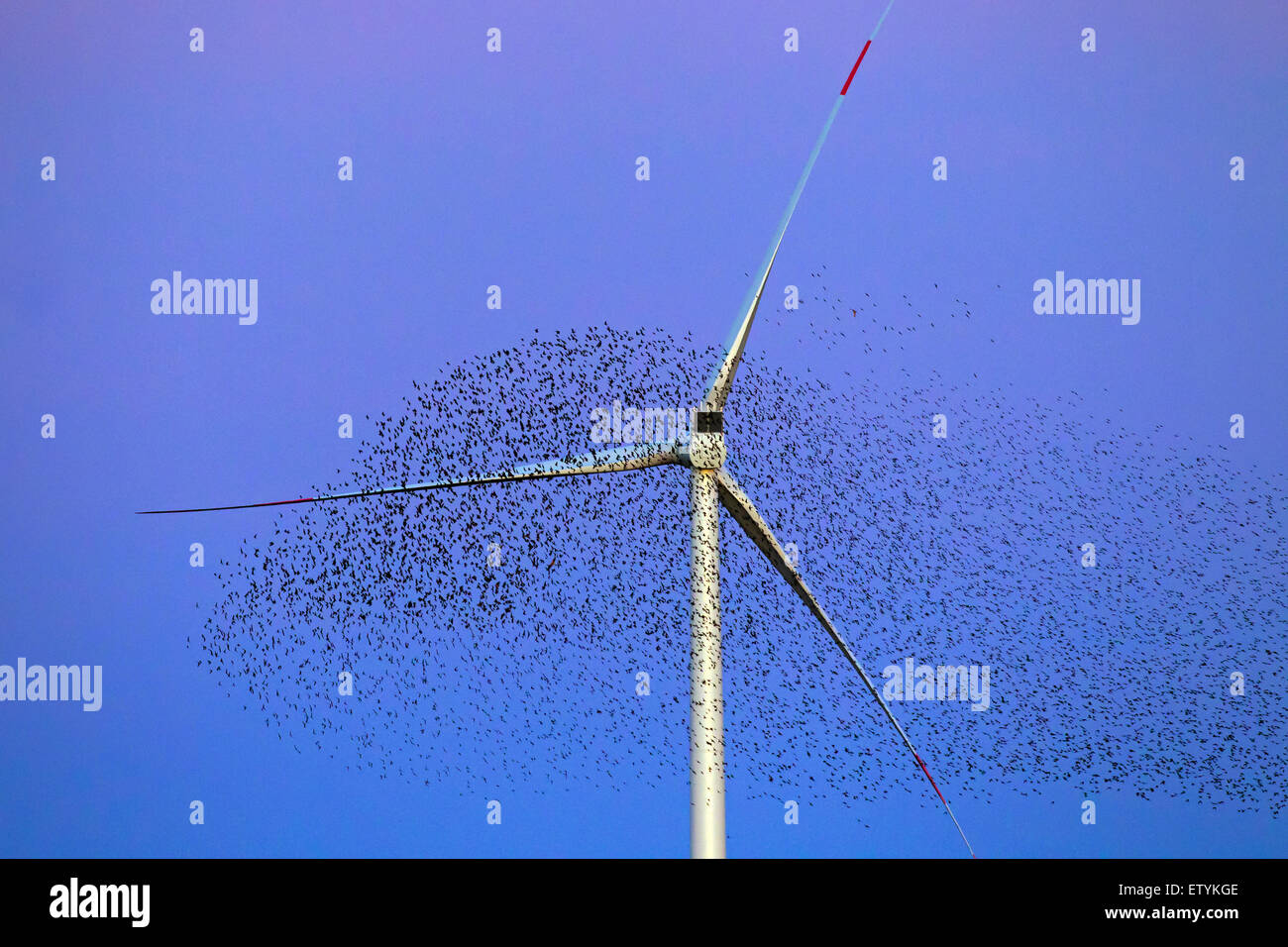 Unione starling murmuration / grande gregge di comune storni (Sturnus vulgaris) battenti passato turbina eolica al tramonto Foto Stock