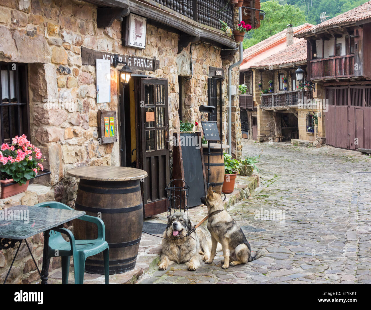 I cani in attesa di proprietario fuori La Franca ristorante di Bárcena Sindaco in Cantabria, SPAGNA Foto Stock
