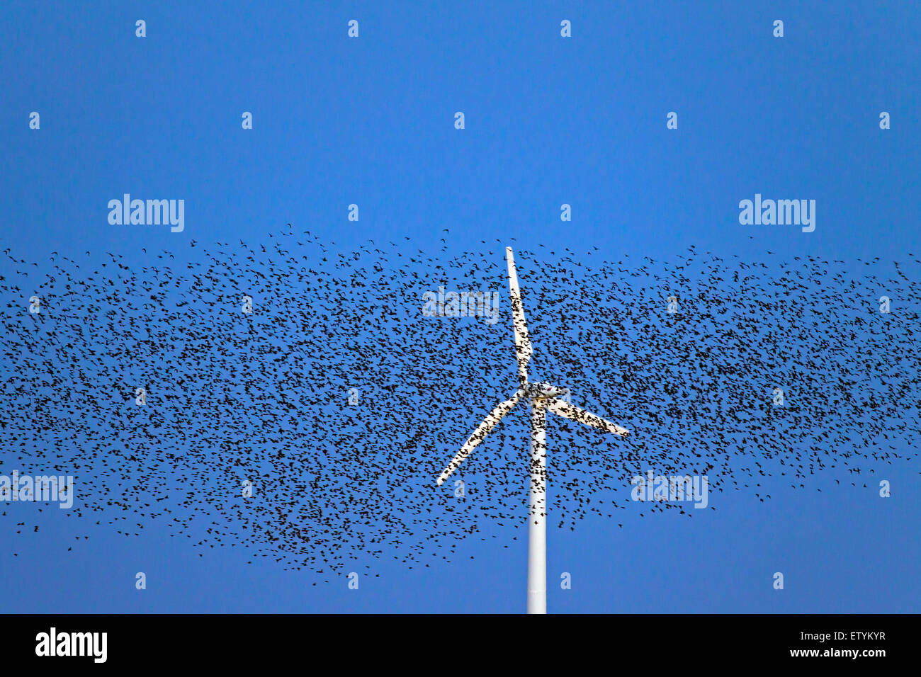 Unione starling murmuration / grande gregge di comune storni (Sturnus vulgaris) battenti passato turbina eolica al tramonto Foto Stock