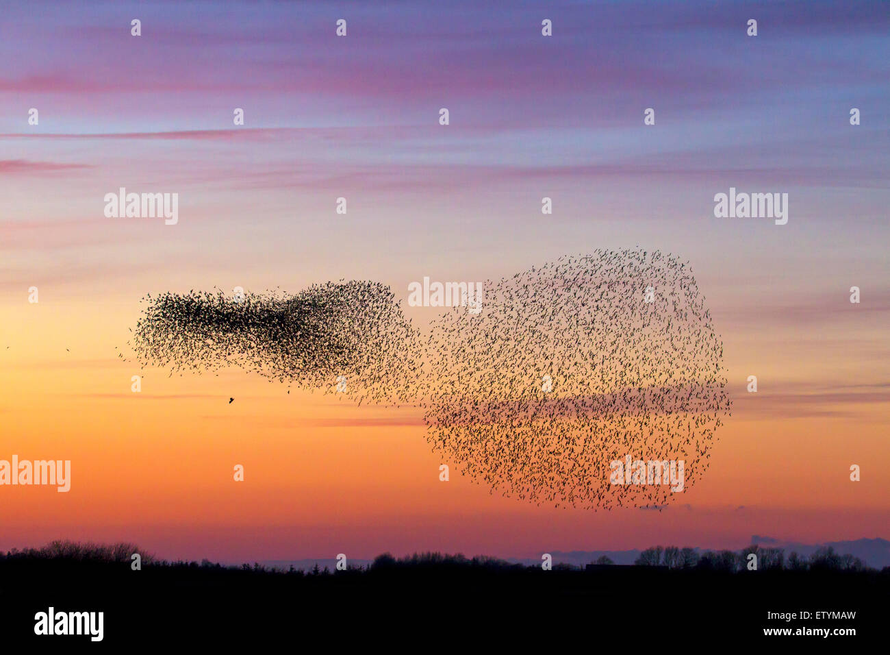 Gli uccelli rapaci attaccando European starling murmuration / grande gregge di comune storni (Sturnus vulgaris) in volo al tramonto Foto Stock