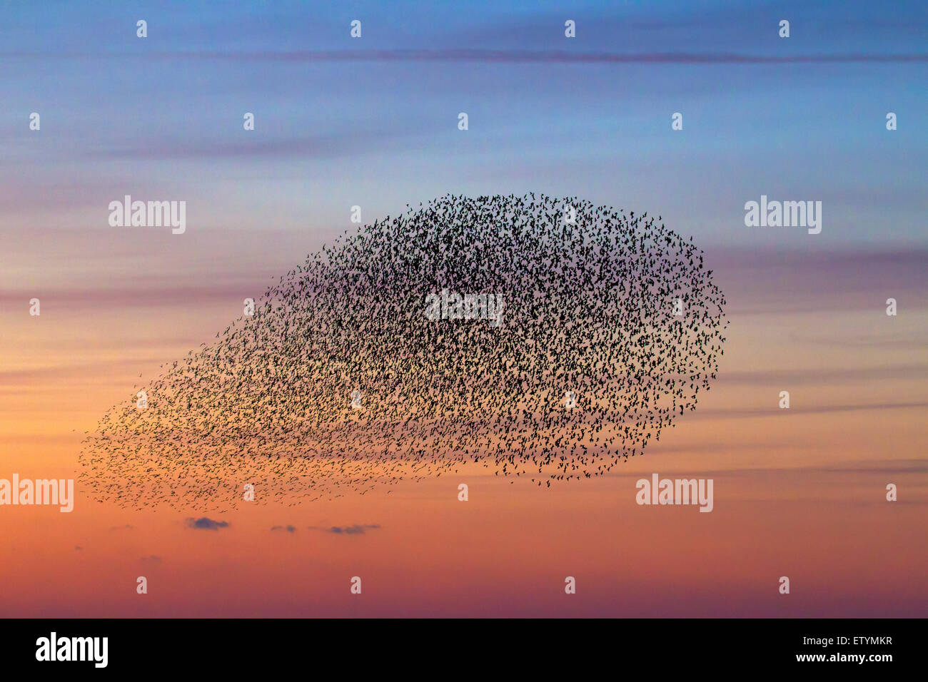 Unione starling murmuration / grande gregge di comune storni (Sturnus vulgaris) in volo al tramonto Foto Stock