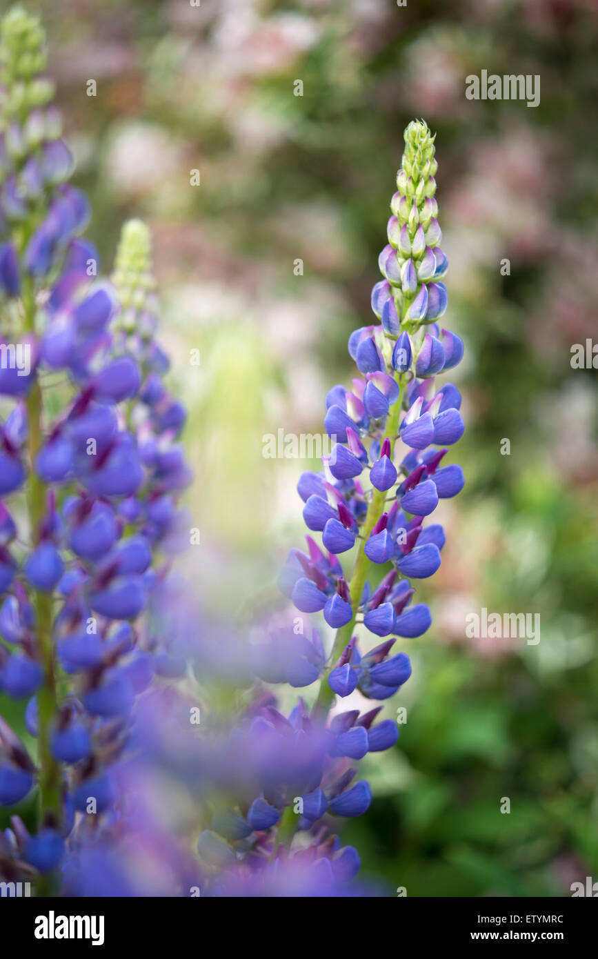 Close up di blu e viola i lupini in un giardino inglese. Foto Stock