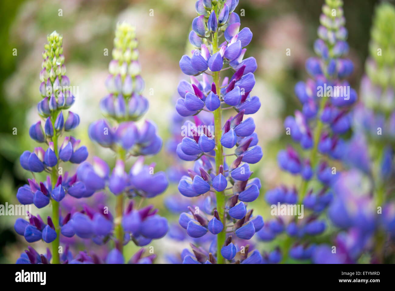 Close up di blu e viola i lupini in un giardino inglese. Foto Stock