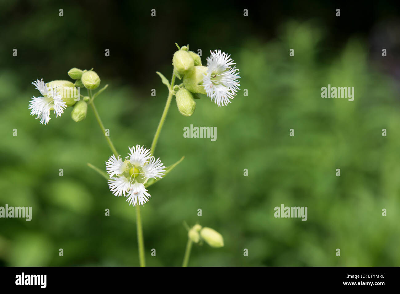 Silene Fimbriata fiore in close up con fine orlata petali di colore bianco su esili steli verdi. Foto Stock