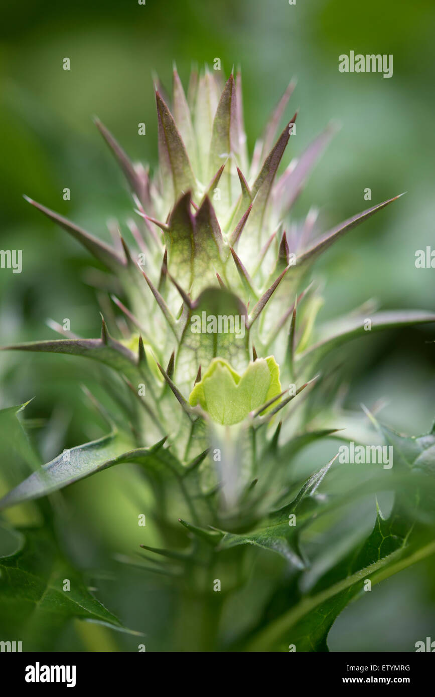 Close up un dettaglio di Acanto Spinosus flower head emerging all'inizio dell'estate. Foto Stock