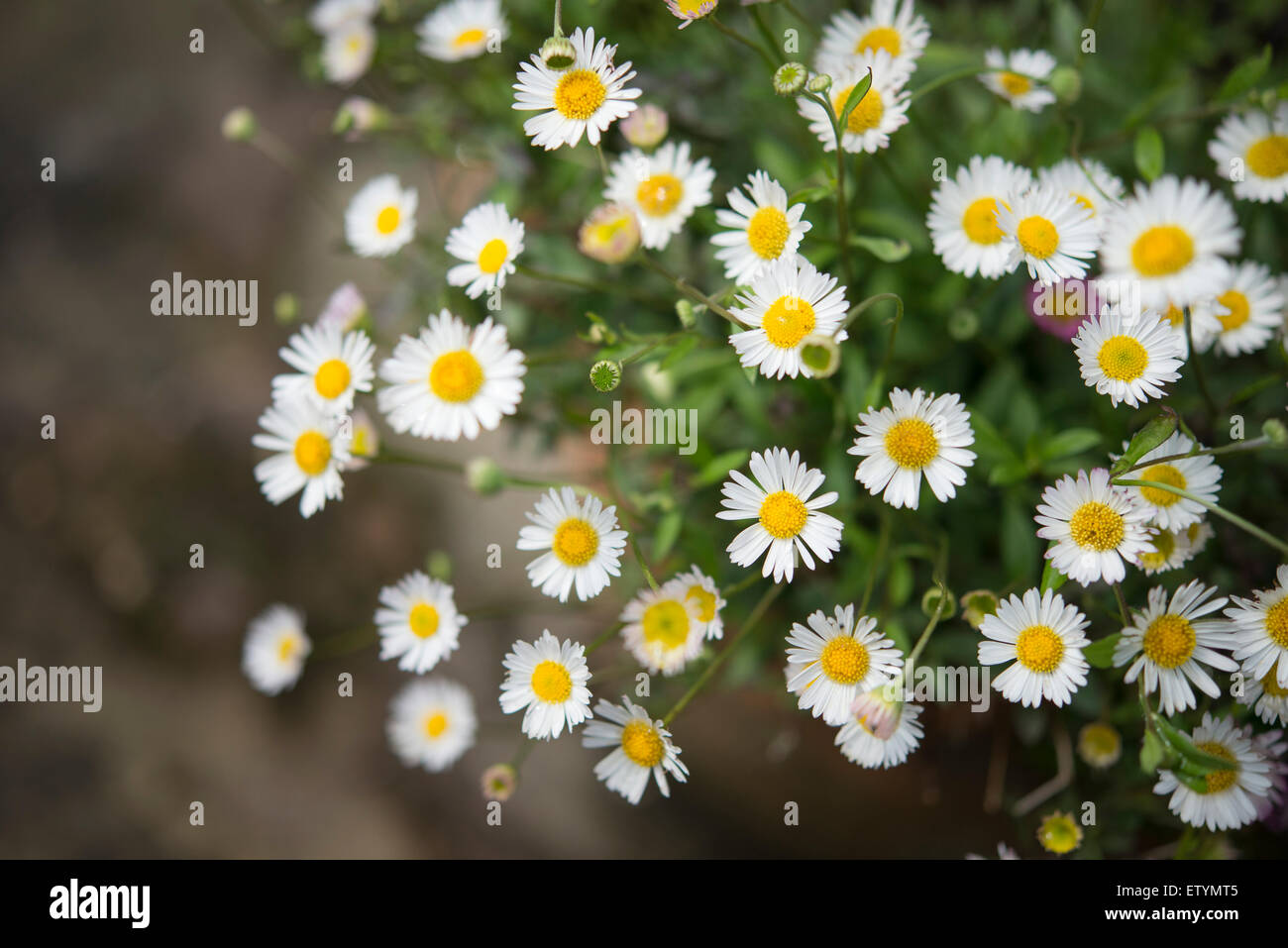 Erigeron Karvinskianus con minuscoli daisy come fiori Fioritura in estate. Foto Stock