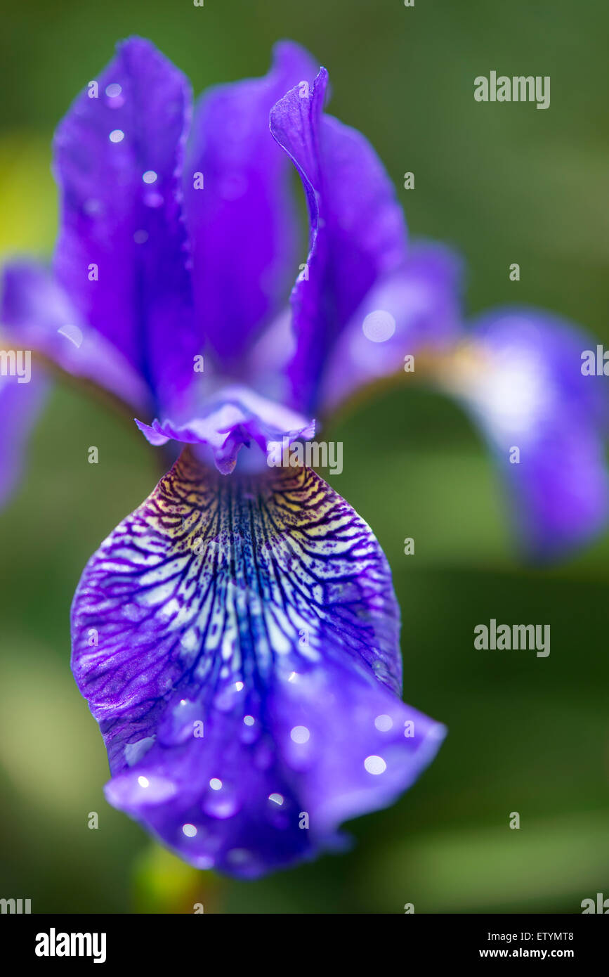 Blu Iris Sibirica con venature bianche in stretta verso l'alto. Gocce di pioggia sulla petali. Foto Stock