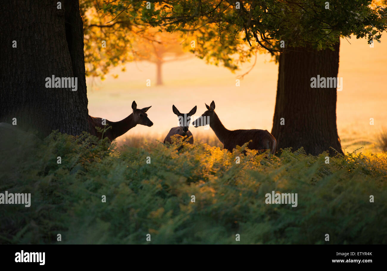 Tre caprioli rendendo i piani di mattina in Richmond Park Foto Stock