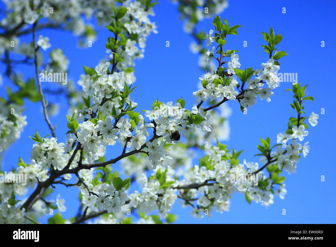 Fioritura molla albero su sfondo del cielo blu Foto Stock