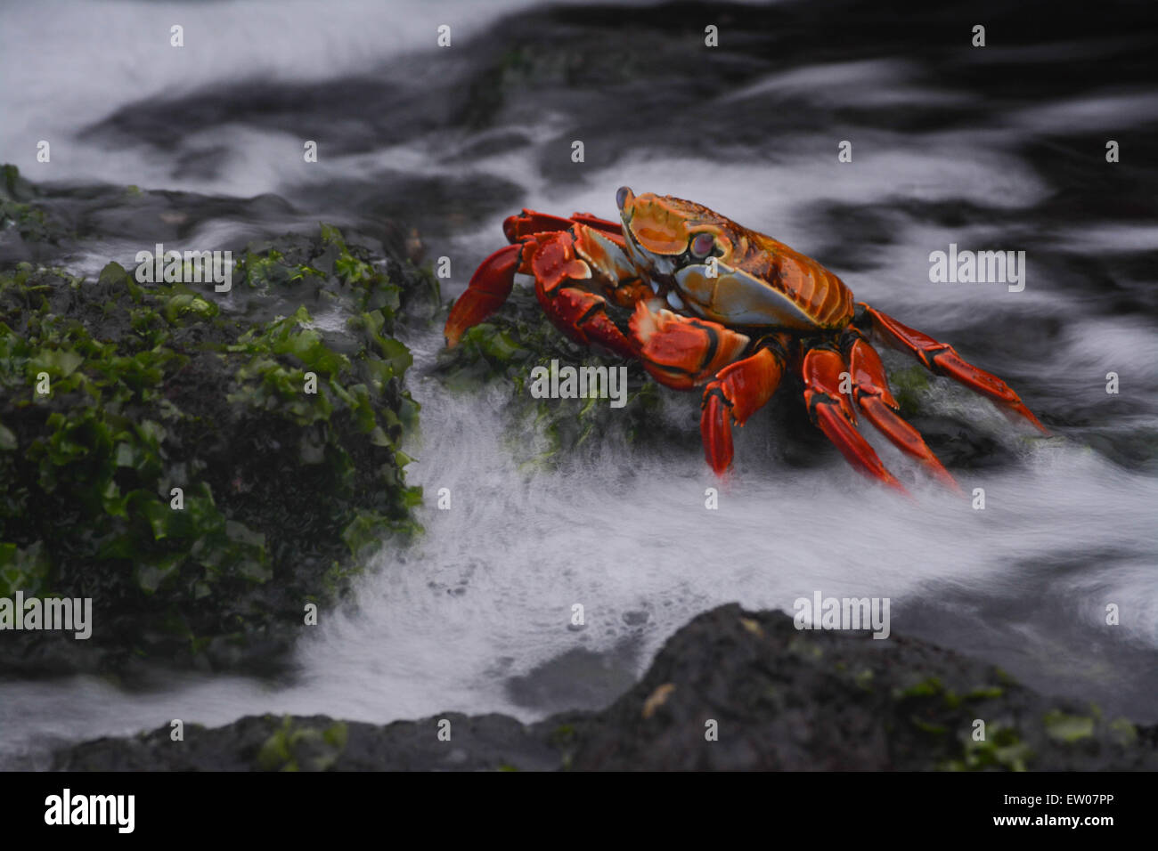 Sally lightfoot crab lunga esposizione come le onde il lavaggio. Foto Stock