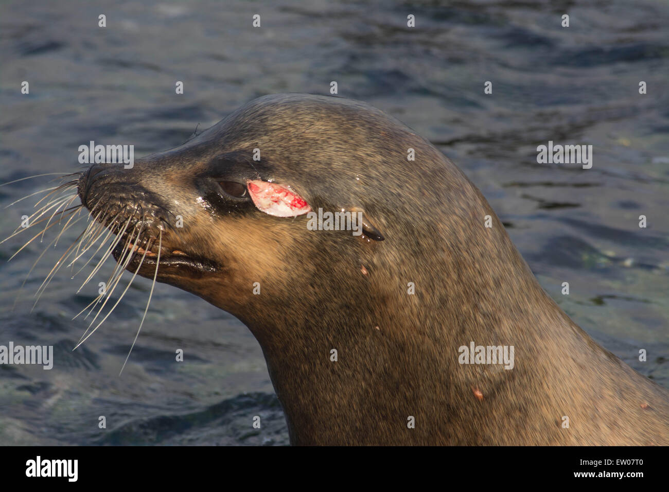 Le Galapagos sea lion bull con la lotta contro il pregiudizio. Foto Stock