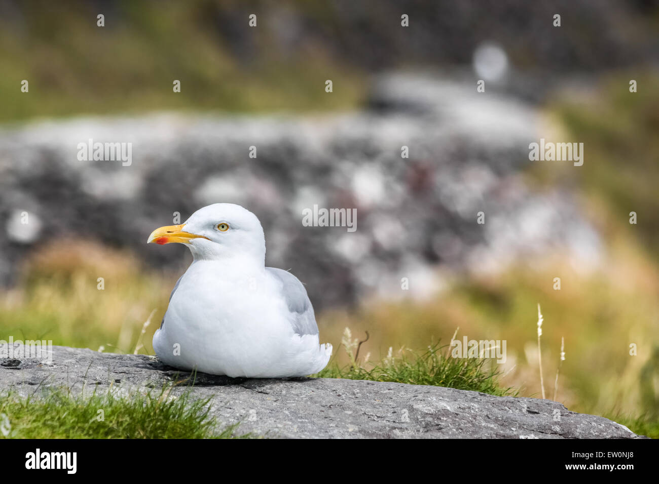 Seagull sulla costa a Slea Head Drive, Iveragh Peninsula, nella contea di Kerry, Irlanda Foto Stock