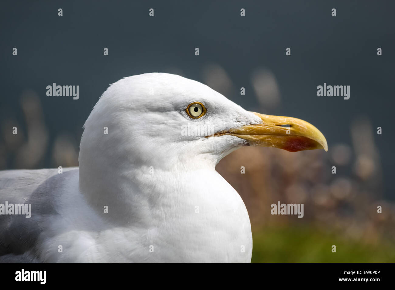 Seagull sulla costa a Slea Head Drive, Iveragh Peninsula, nella contea di Kerry, Irlanda Foto Stock