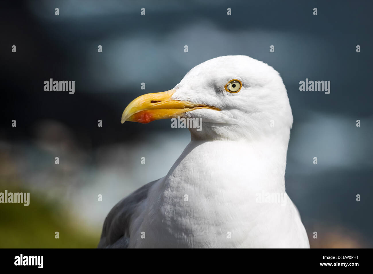 Seagull sulla costa a Slea Head Drive, Iveragh Peninsula, nella contea di Kerry, Irlanda Foto Stock