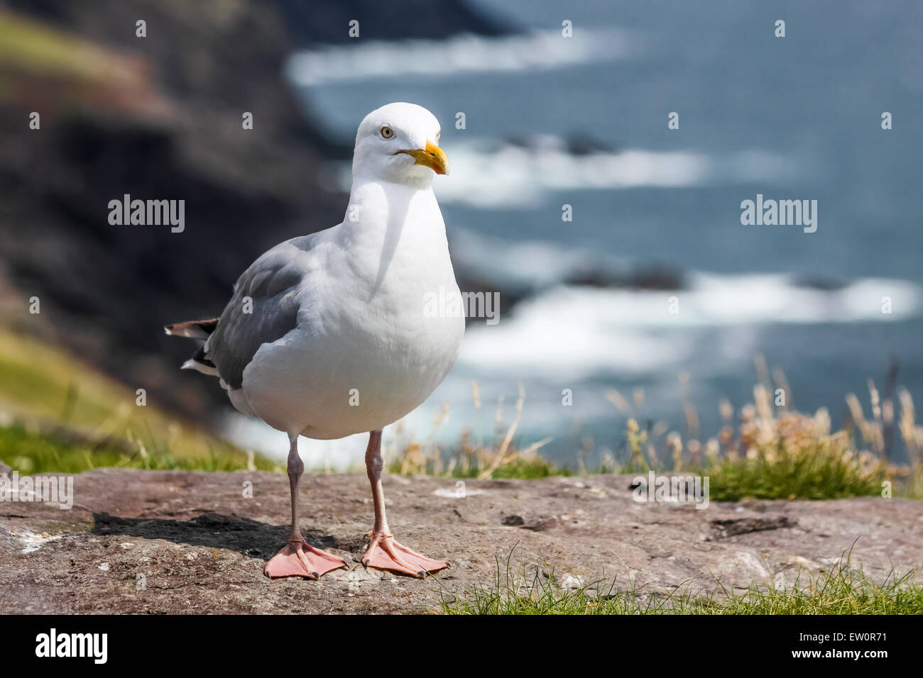 Seagull sulla costa a Slea Head Drive, Iveragh Peninsula, nella contea di Kerry, Irlanda Foto Stock