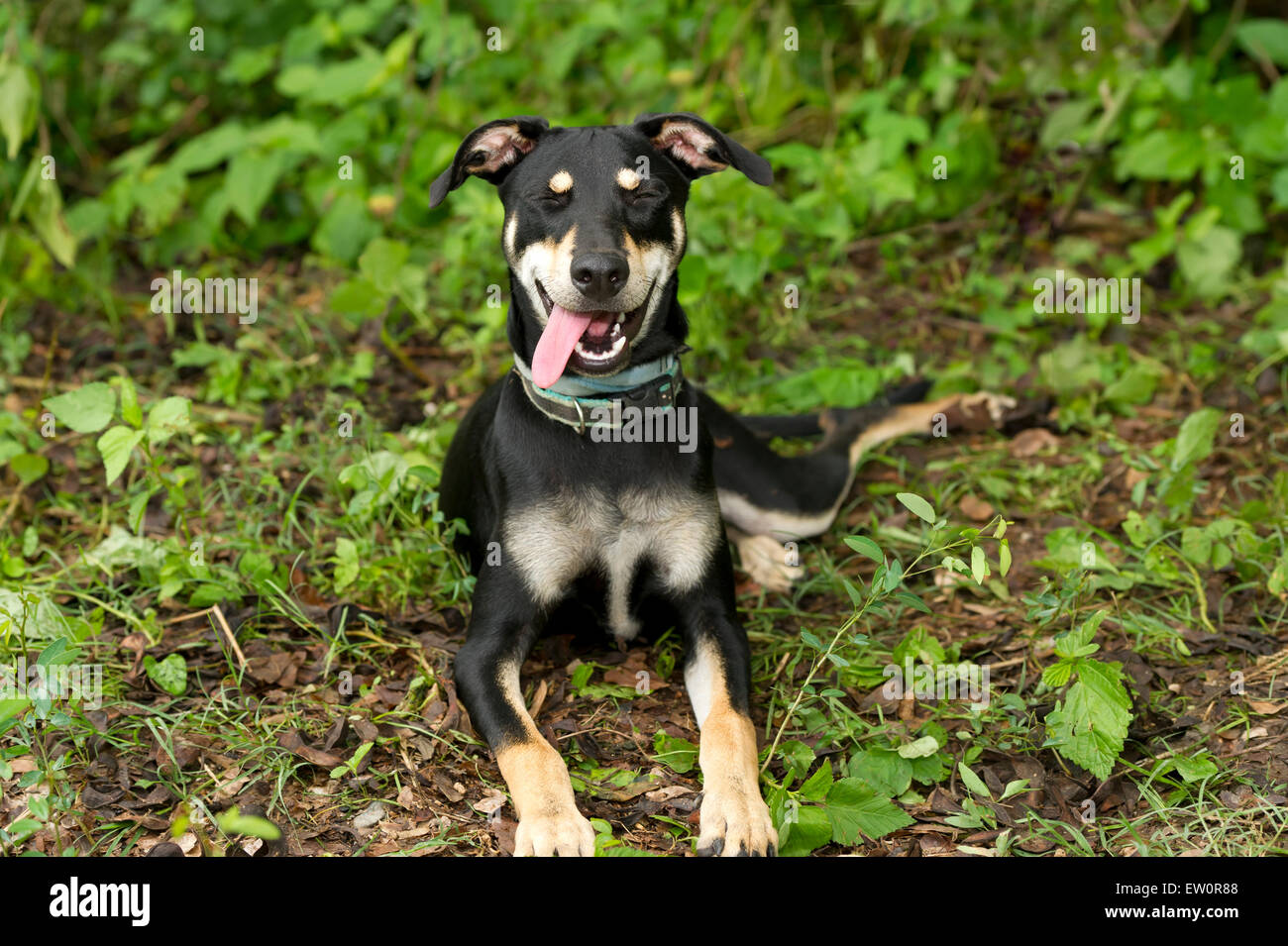 Ridendo cane con faccia buffa e la linguetta all'esterno. Foto Stock