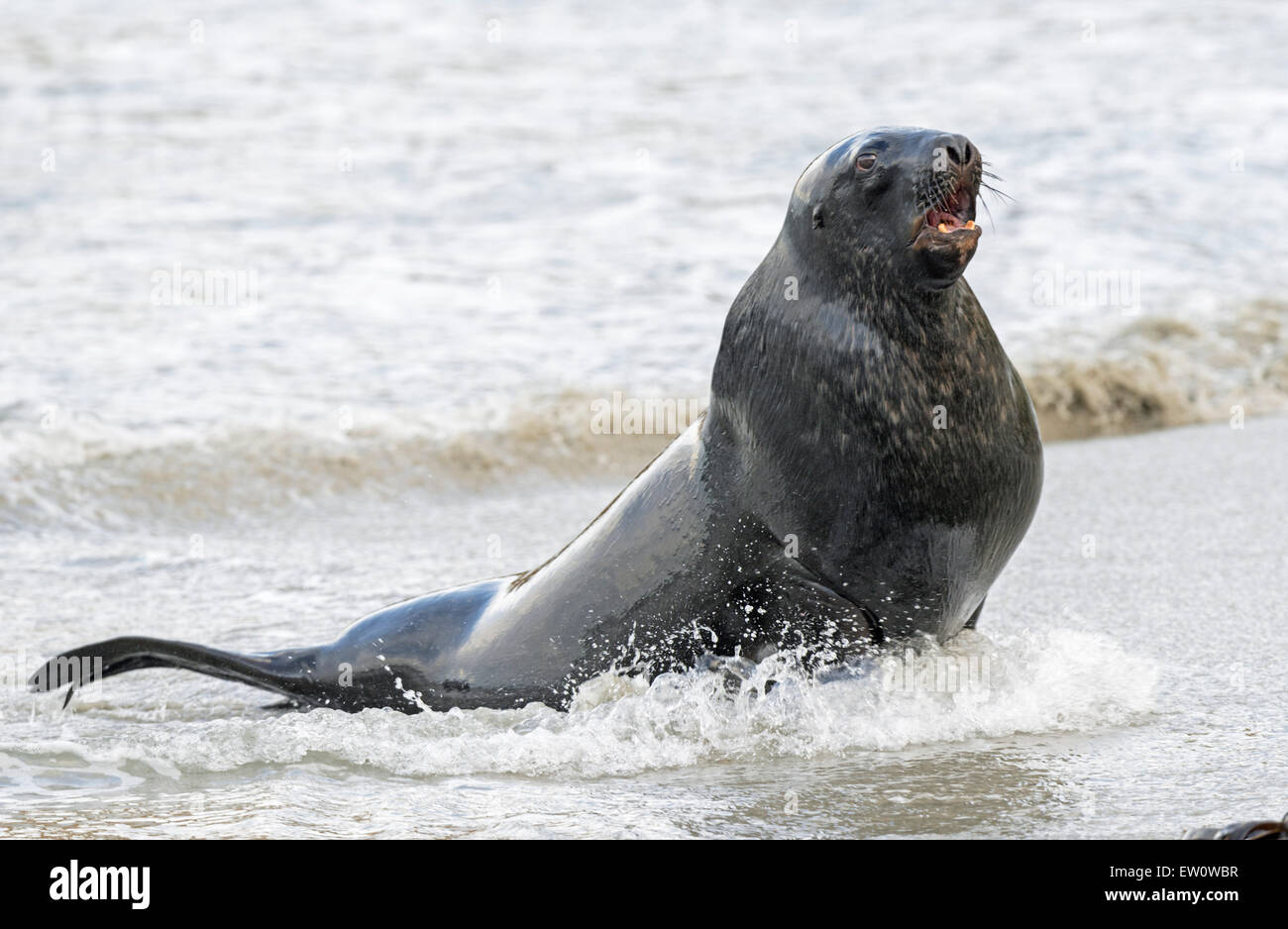 Nuova Zelanda Sea Lion (Phocarctos hookeri), penisola di Otago, Dunedin, Isola del Sud, Otago, Nuova Zelanda, Foto Stock