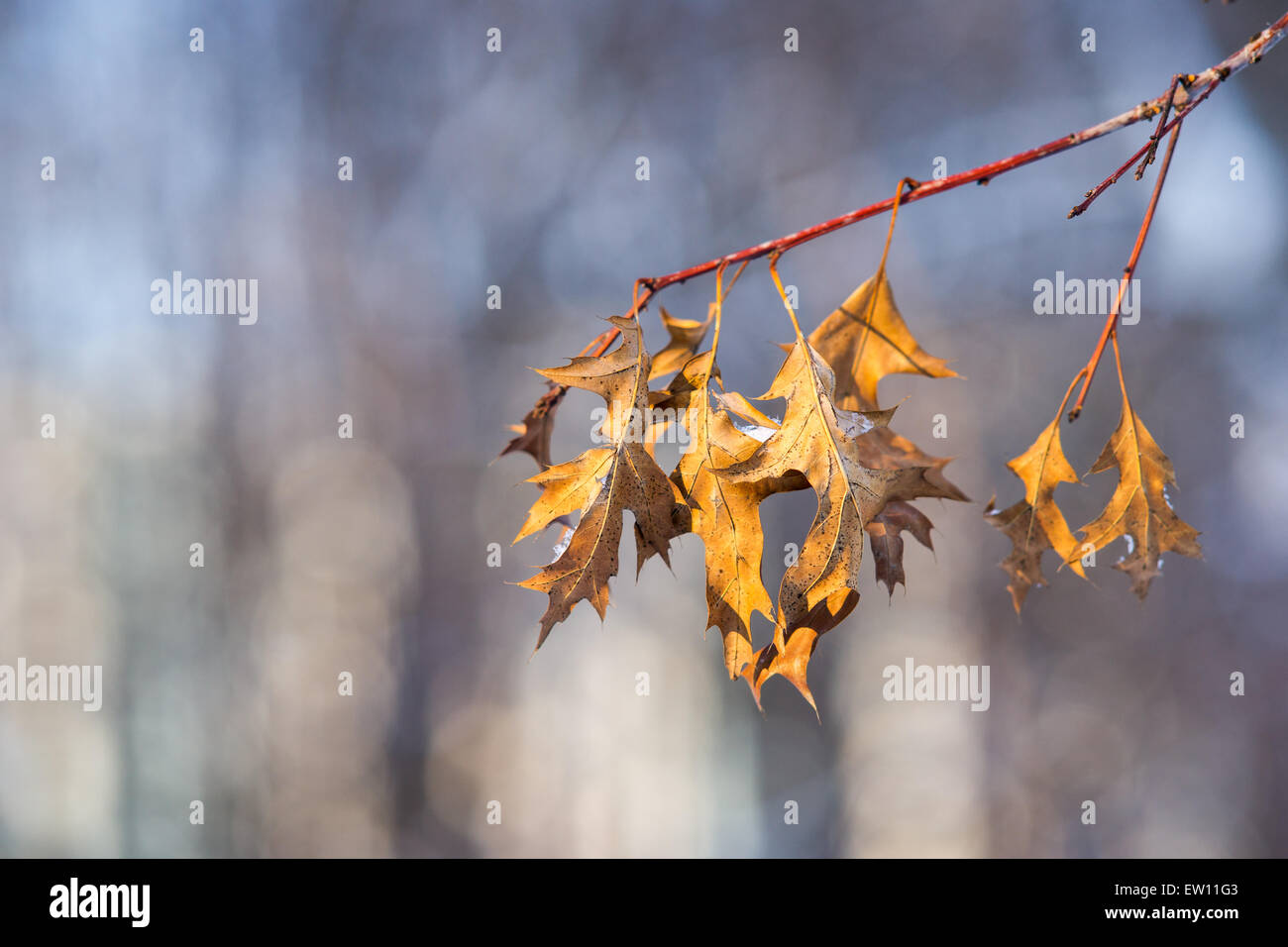 Un albero di acero ramoscello con un mucchio di foglie secche contro un sfondo morbido su una soleggiata giornata invernale. Spazio libero per inserire il testo Foto Stock