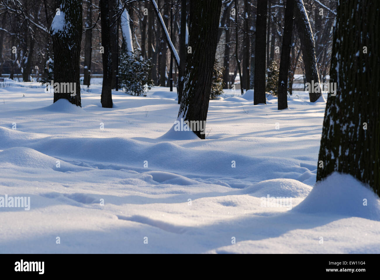 Neve fresca in Moscow City Park su un soleggiato e gelido inverno giorno Foto Stock