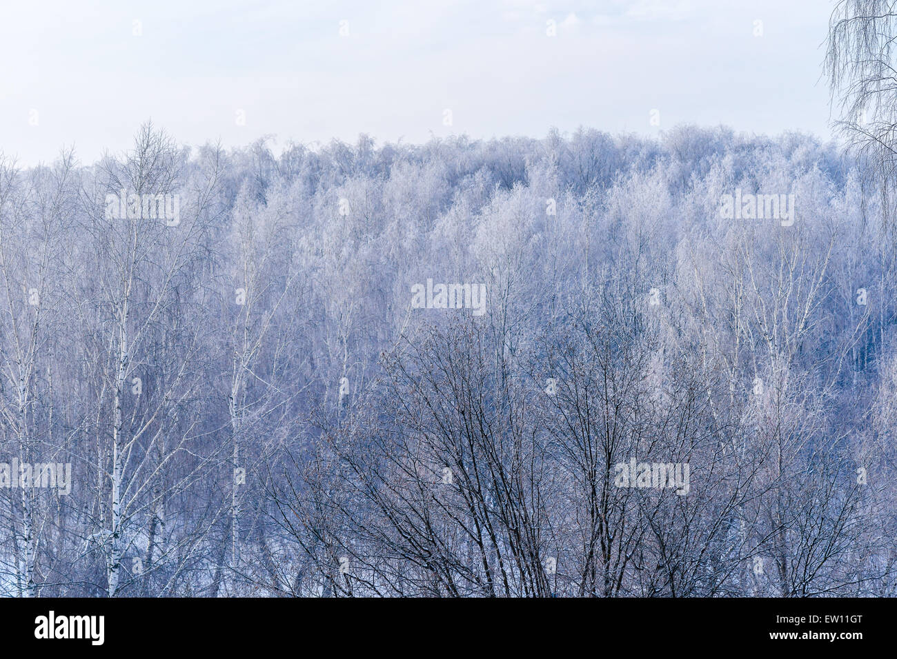 Brina coperto foresta su una soleggiata giornata invernale Foto Stock