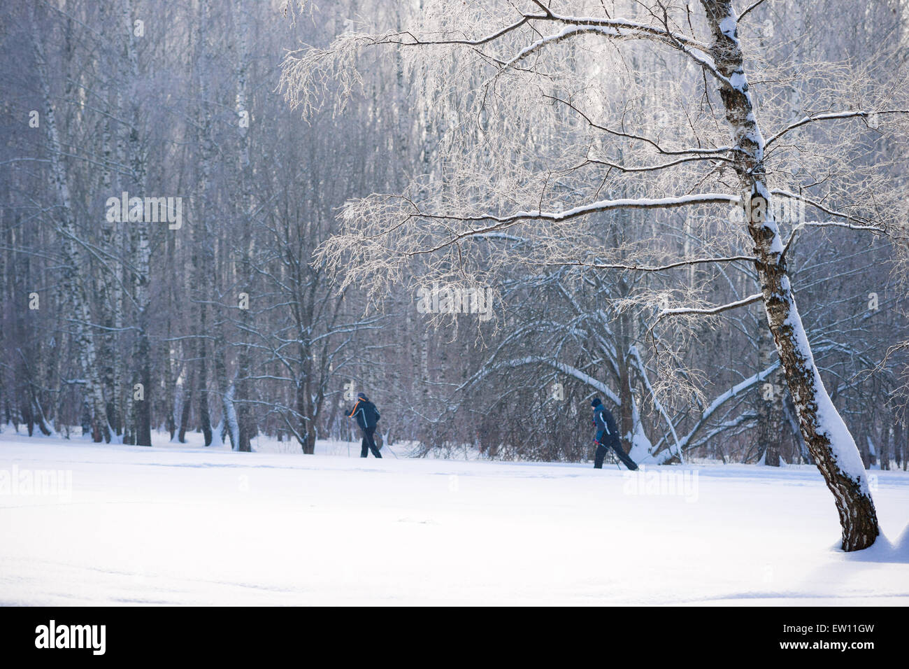 Due non identificato, irriconoscibile racing sciatori in inverno una foresta su una soleggiata e gelido inverno giorno Foto Stock