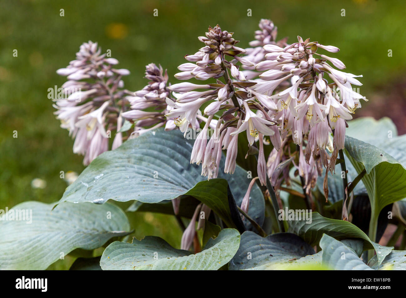 Hosta Blue Angel giardino fiorito Fiori bianchi Foto Stock