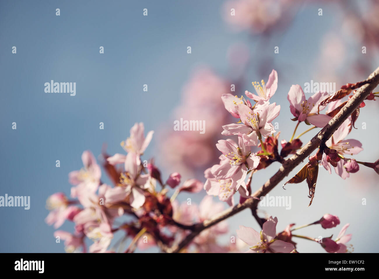 Primo piano di ciliegio (Prunus sargentii) fiorisce in primavera Foto Stock