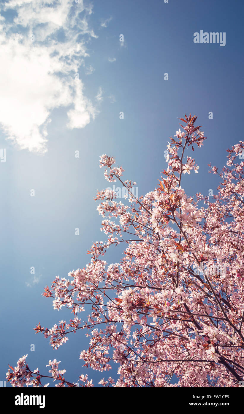 Ciliegio (Prunus sargentii) blossoms blooming contro il cielo blu in primavera Foto Stock