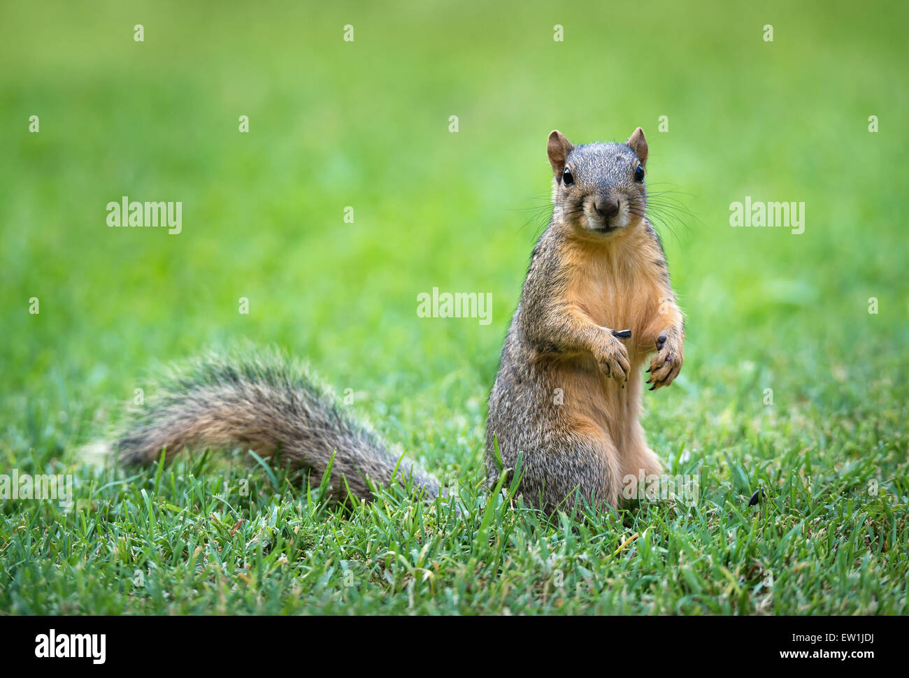 Carino Fox orientale scoiattolo (Sciurus niger) mangiare semi di Uccelli nel giardino Foto Stock