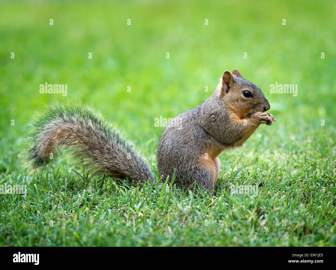 Giovane Volpe orientale scoiattolo (Sciurus niger) mangiare semi di Uccelli nel giardino Foto Stock