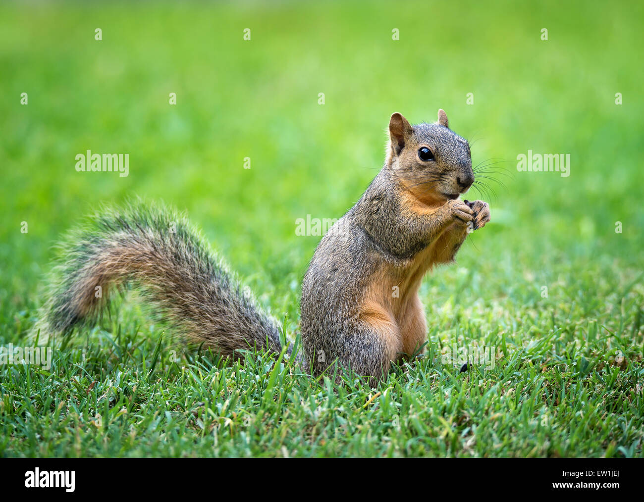 Carino giovane volpe orientale scoiattolo (Sciurus niger) mangiare semi di Uccelli nel giardino Foto Stock