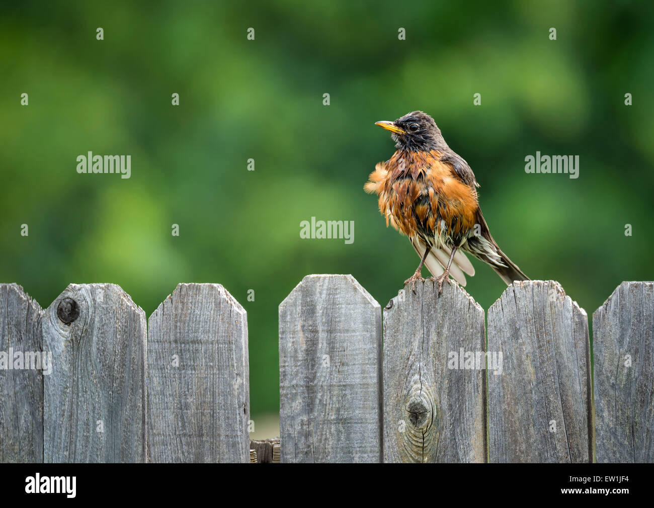 American robin (Turdus migratorius) pelosità piume sul cortile recinto Foto Stock