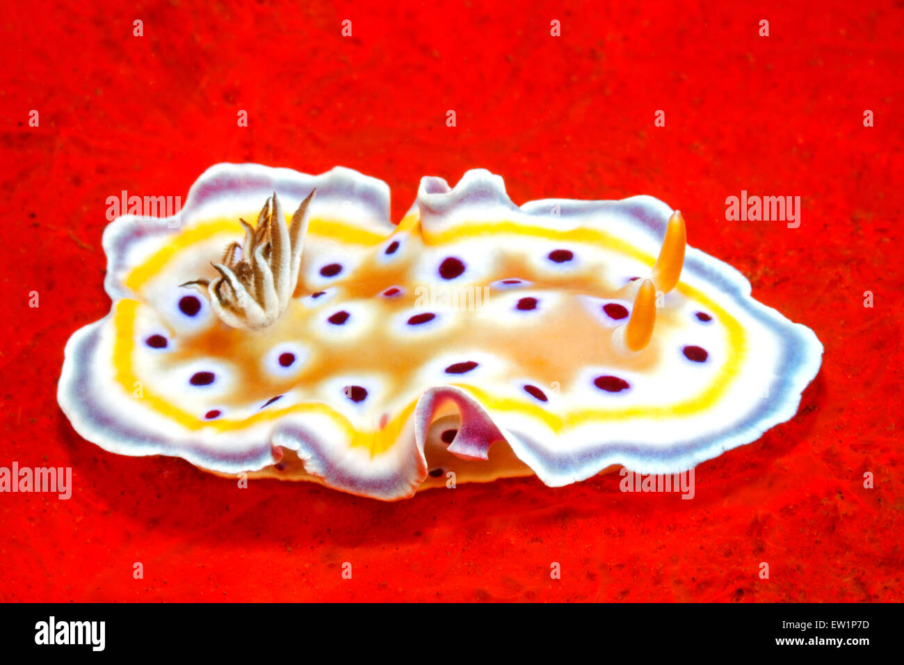 Nudibranch, geminus Goniobranchus, precedentemente Chromodoris geminus, su un mare rosso spugna. Foto Stock