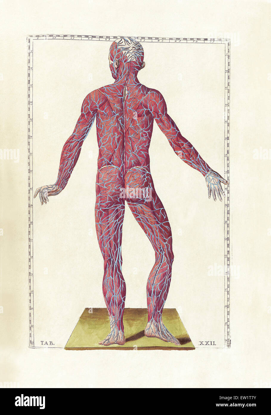 La scienza di anatomia umana da Bartholomeo Eustachi, raffigurante la forma, le dimensioni e la posizione relativa degli organi della persona umana Foto Stock