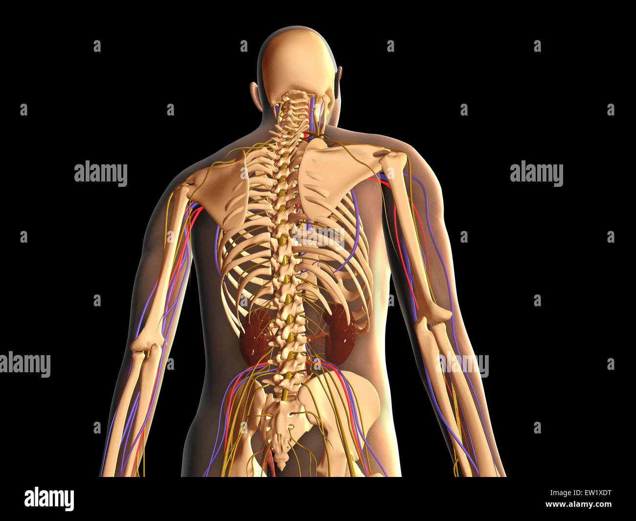 Trasparente vista posteriore del corpo umano che mostra lo scheletro, il rene ed il sistema nervoso. Foto Stock