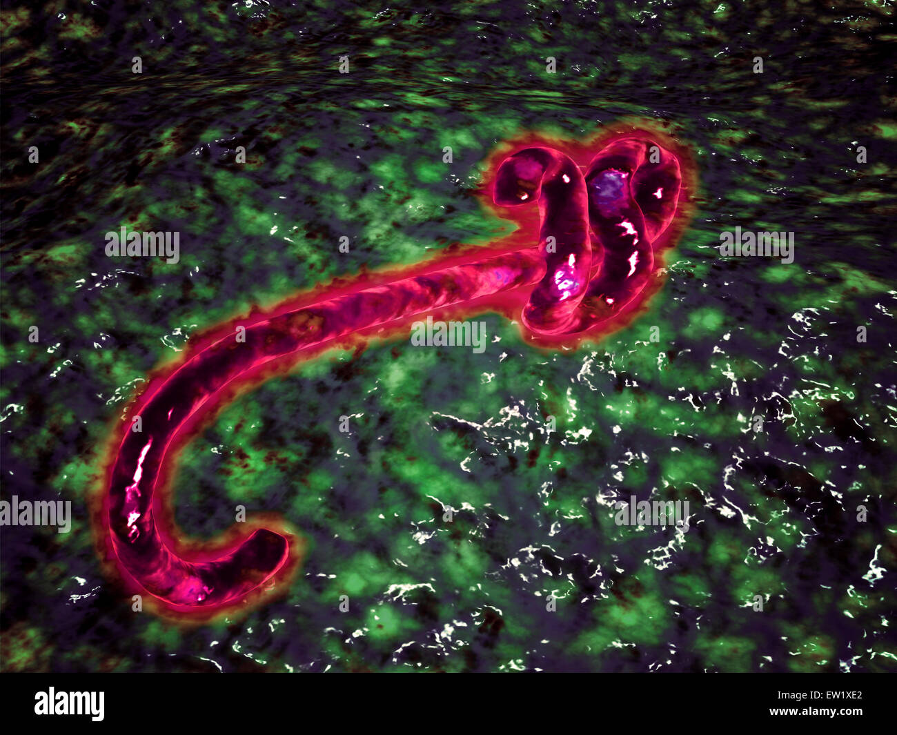 Vista microscopica del virus ebola. Foto Stock