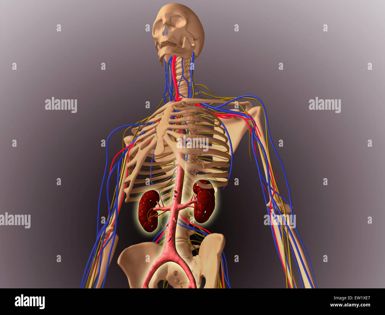 Scheletro umano che mostra i reni ed il sistema nervoso. Foto Stock