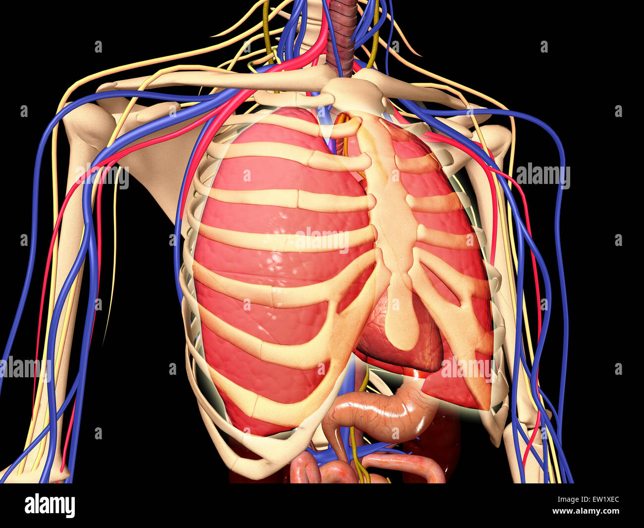 Costola umana gabbia con i polmoni e il sistema nervoso. Foto Stock
