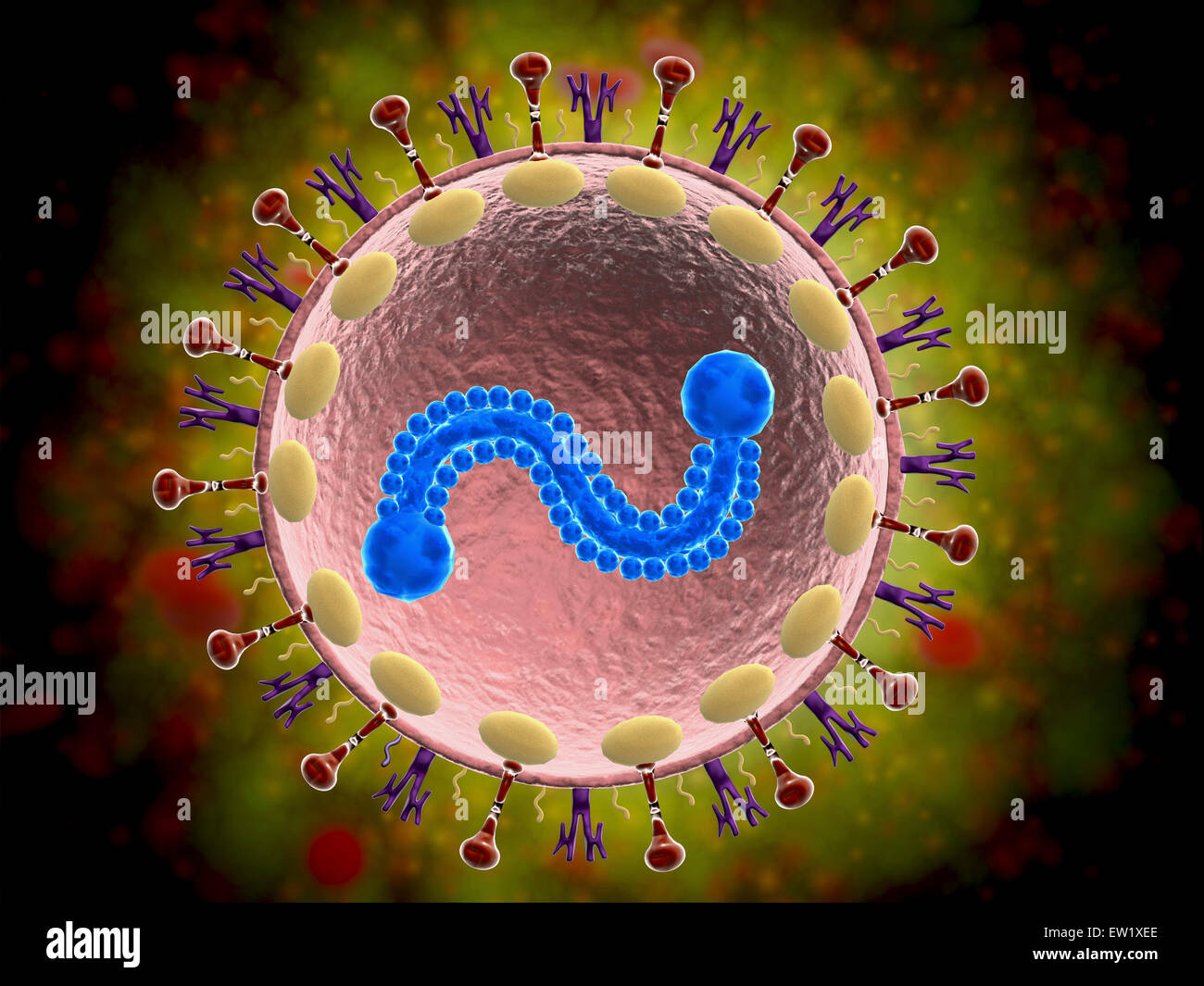 Vista microscopico di umana il virus respiratorio sinciziale (RSV). RSV provoca infezione del tratto respiratorio dei polmoni e la respirazione p Foto Stock