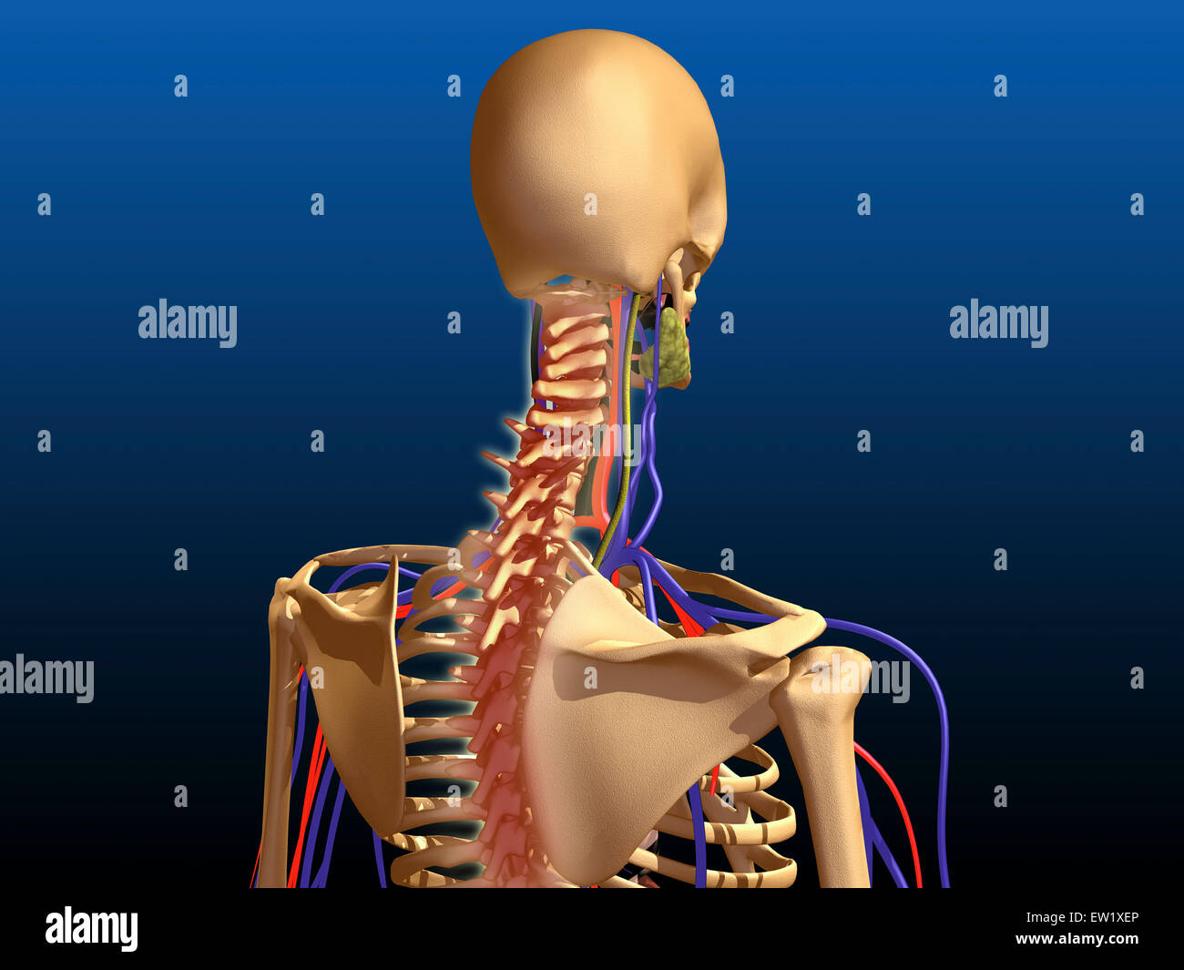Vista posteriore della colonna vertebrale umana e la scapola. Foto Stock