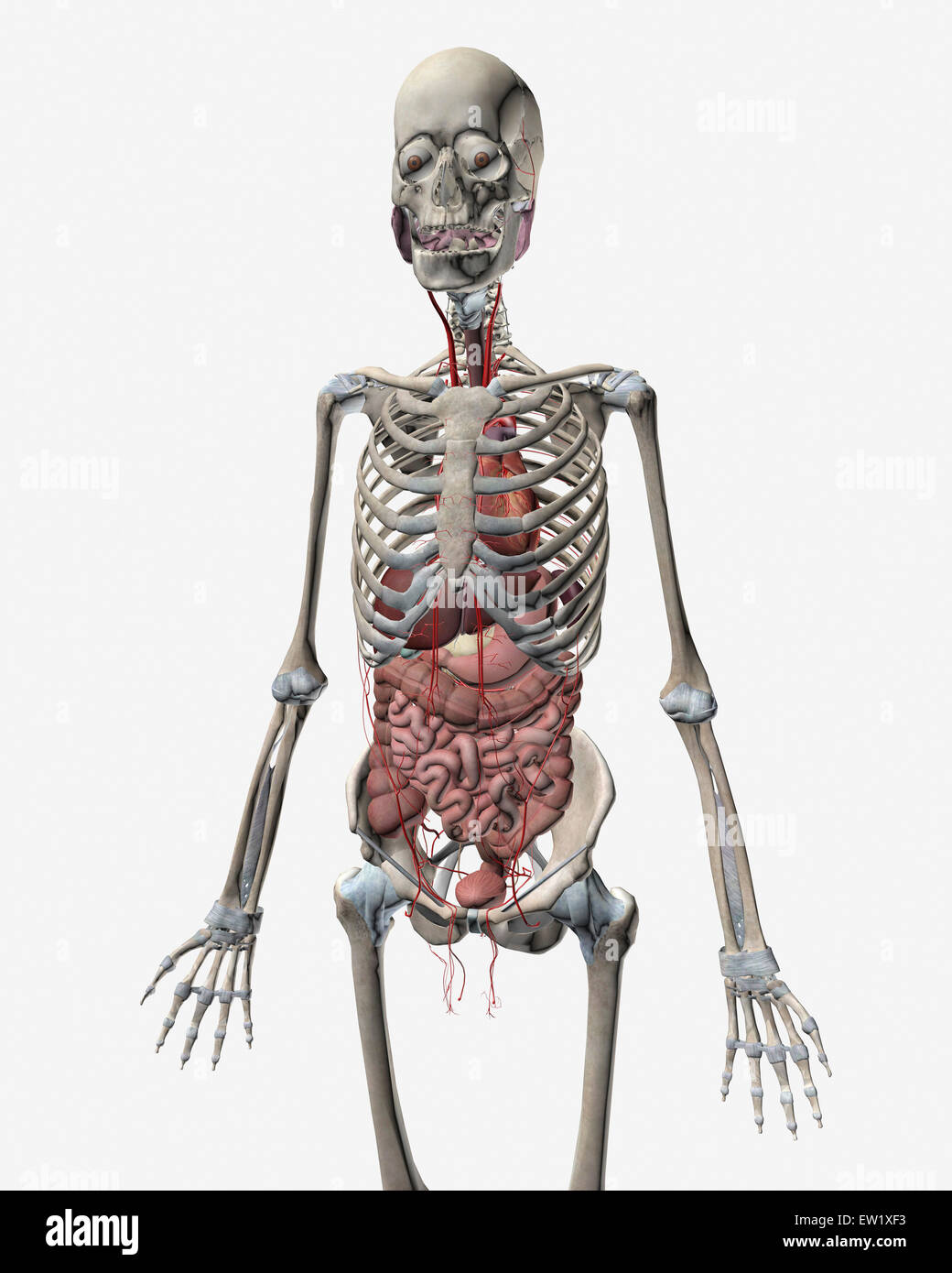 Umano sistema scheletrico con organi del sistema digestivo visibile. Foto Stock