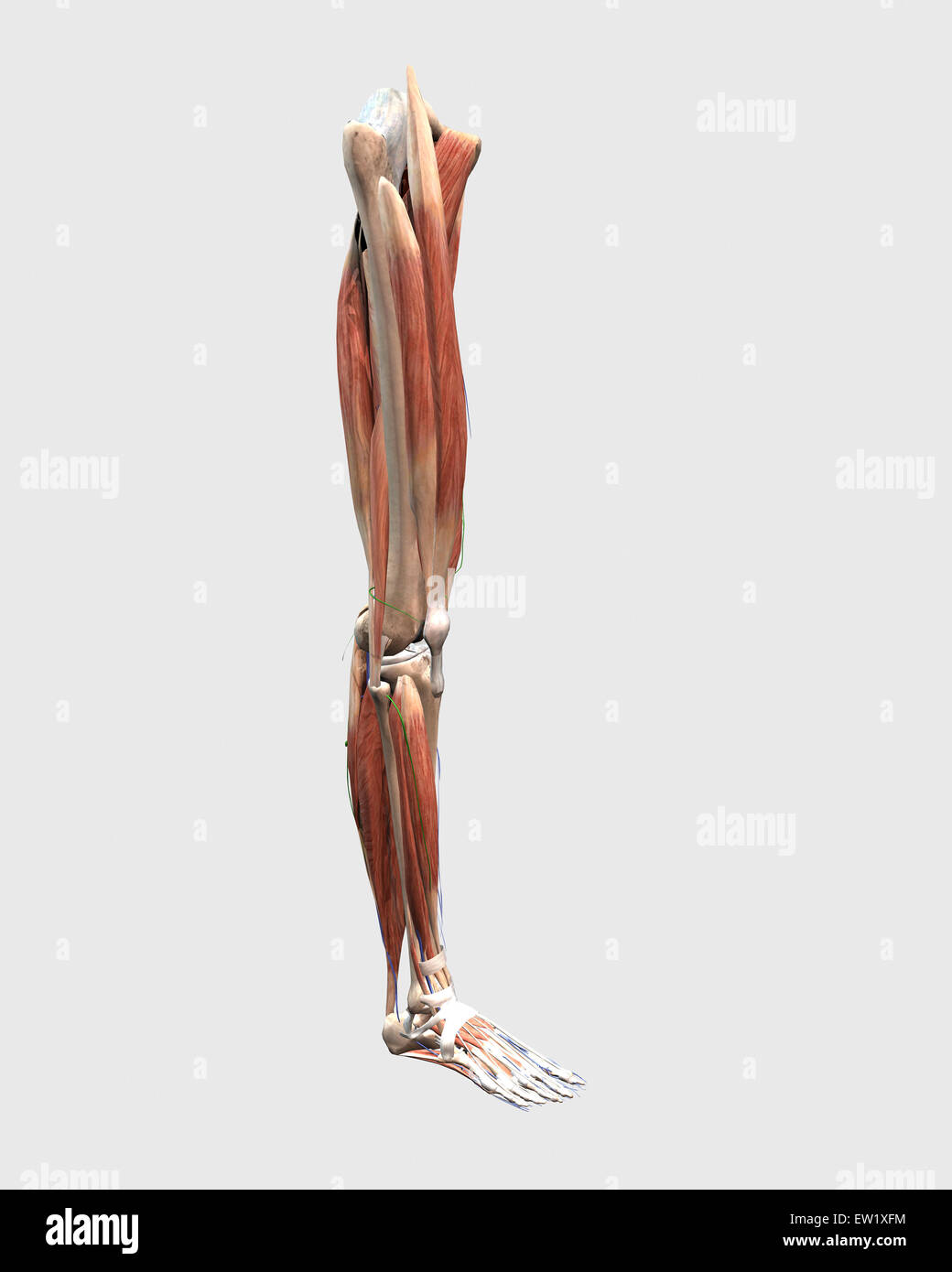 Illustrazione medica della gamba umana i muscoli, le ossa e le articolazioni. Foto Stock