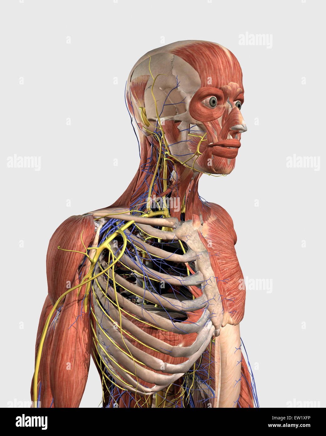 Umano Corpo Superiore Che Mostra Parti Muscolari Dello Scheletro Assiale Vene E Nervi Foto Stock Alamy