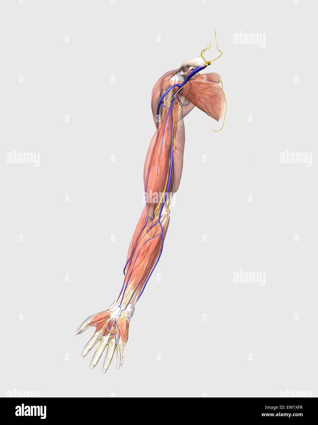 Illustrazione medica del braccio umano i muscoli, vene e nervi. Foto Stock