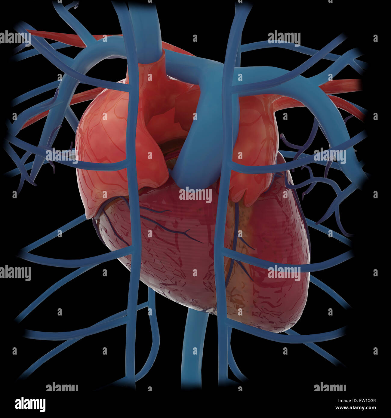 Il rendering 3D del cuore umano e toracica vene. Foto Stock