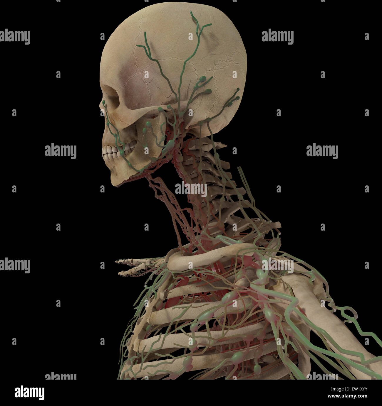 3D rendering del cranio umano con il sistema linfatico, vista laterale. Foto Stock
