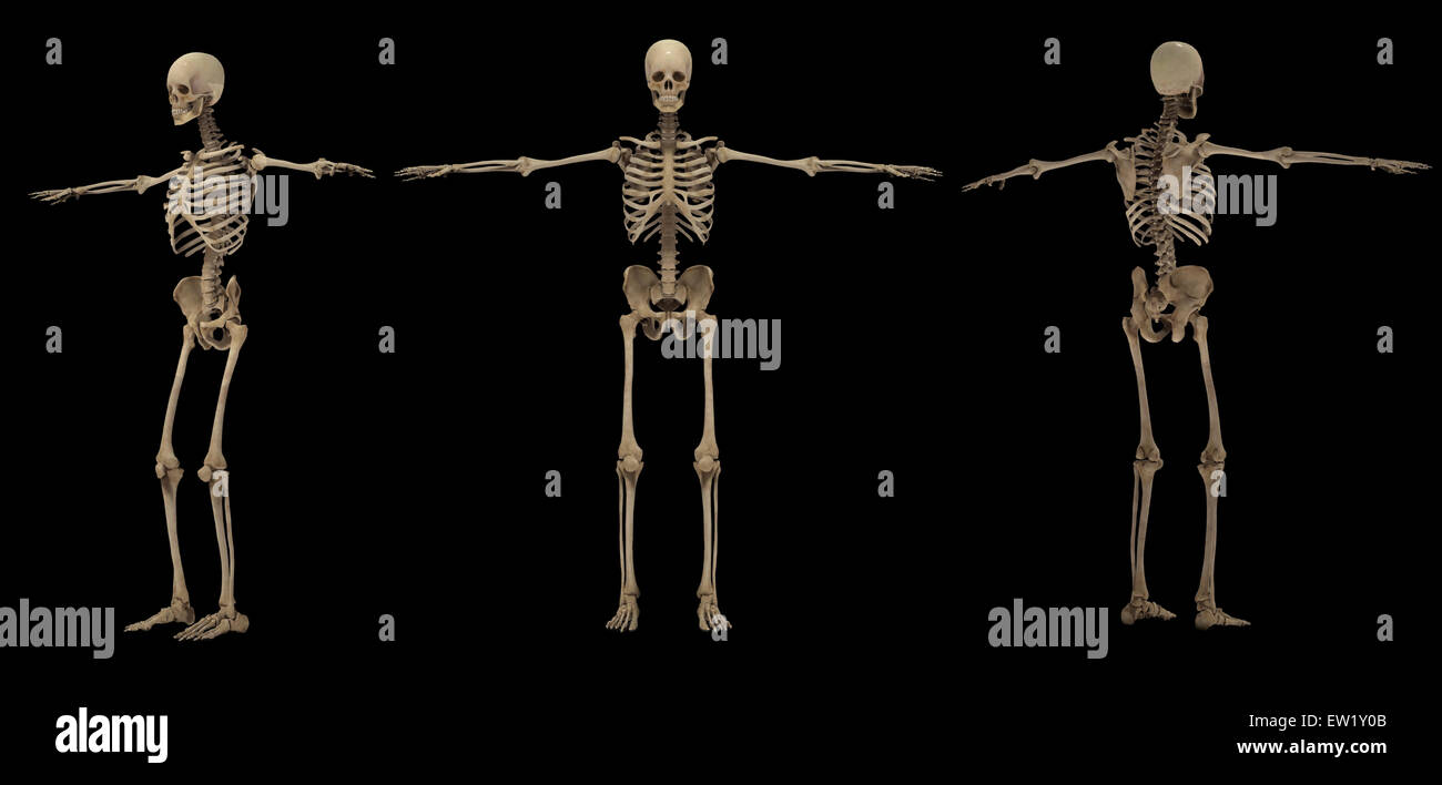 3D rendering di umana sistema scheletrico a diversi angoli. Foto Stock